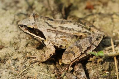 Grenouille agile 