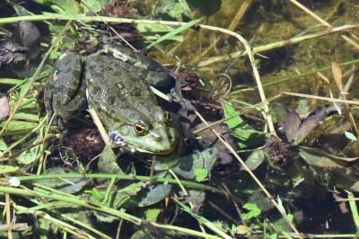 Grenouille verte 