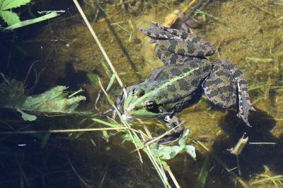 Pelophylax kl. esculentus