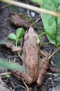 Grenouille agile 