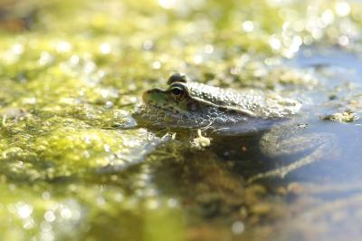 Grenouille verte 