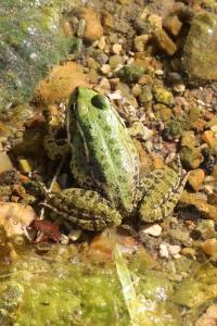 Grenouille verte 