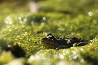 Grenouille verte 
