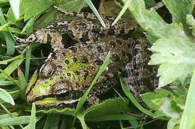Pelophylax kl. esculentus