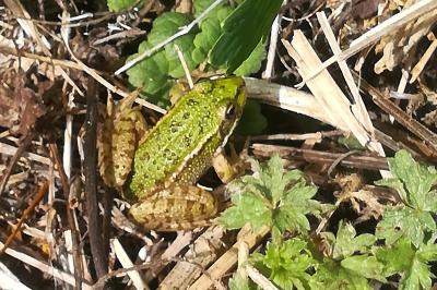Grenouille verte 