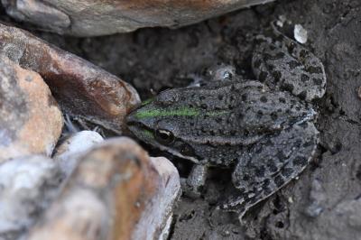 Grenouille verte 