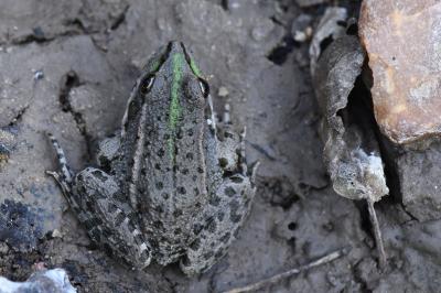 Grenouille verte 