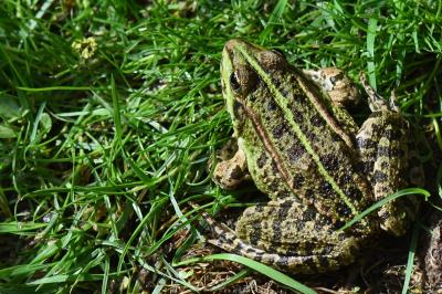 Grenouille verte 