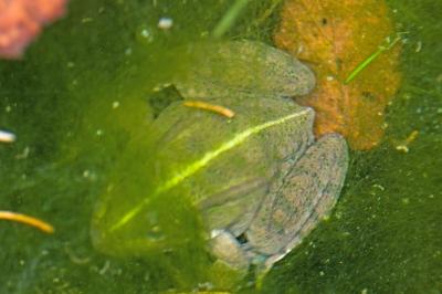 Grenouille verte 