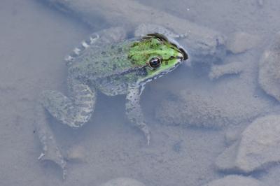 Grenouille verte 