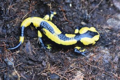 Salamandre tachetée 