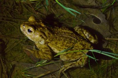Crapaud commun 