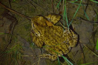Crapaud commun 