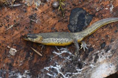 Lissotriton helveticus