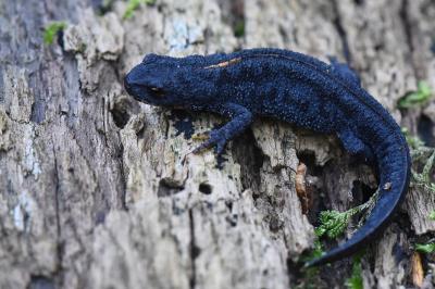 Triton alpestre 