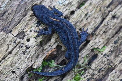 Triton alpestre 