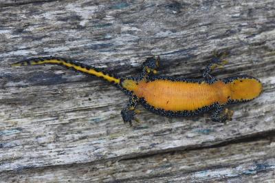Triton alpestre 