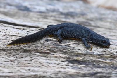 Triton alpestre 