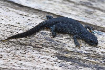 Triton alpestre 