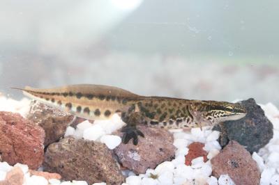 Triton palmé 