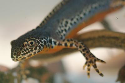 Triton alpestre 