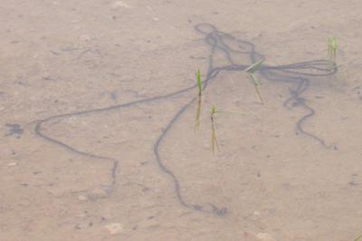Crapaud calamite 
