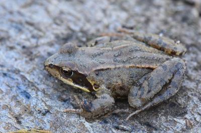 Grenouille rousse 