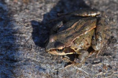 Grenouille rousse 