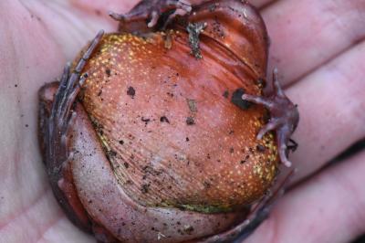 Grenouille rousse 