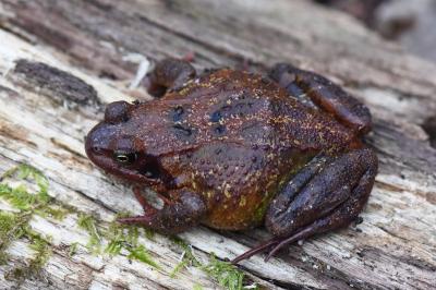 Grenouille rousse 