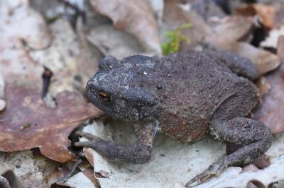 Crapaud commun 