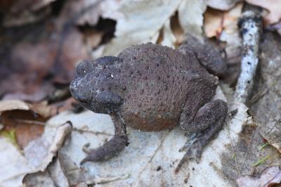 Crapaud commun 