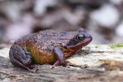 Grenouille rousse 