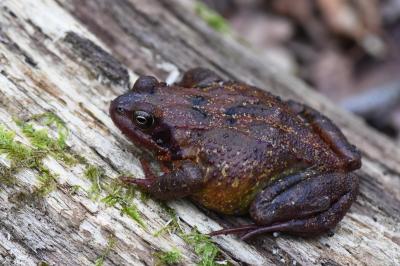 Grenouille rousse 
