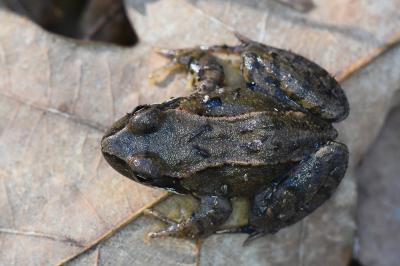 Grenouille rousse 