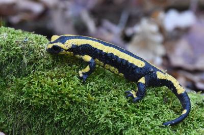 Salamandre tachetée 