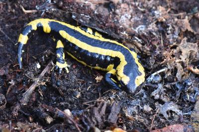 Salamandra salamandra