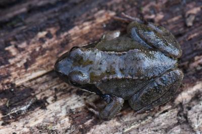 Grenouille rousse 