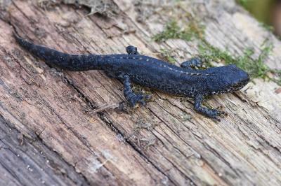 Triton alpestre 