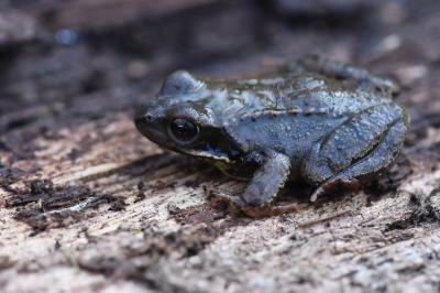 Grenouille rousse 