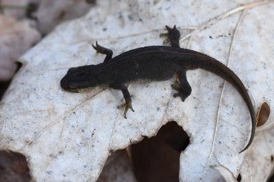 Lissotriton helveticus