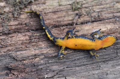 Triton alpestre 