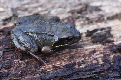 Grenouille rousse 