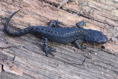Triton alpestre 