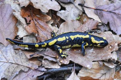 Salamandre tachetée 