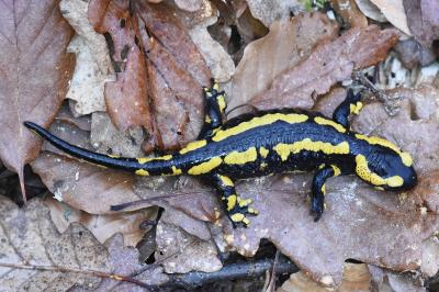 Salamandre tachetée 