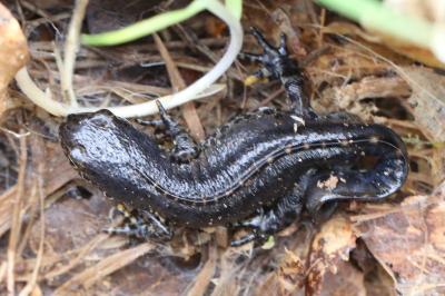 Triton alpestre 