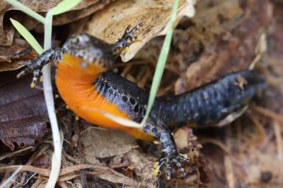 Triton alpestre 