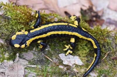 Salamandra salamandra