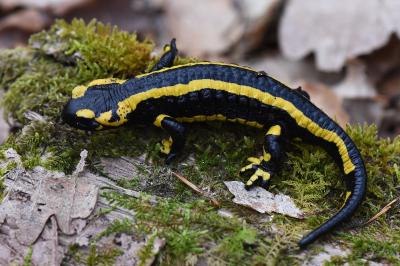 Salamandre tachetée 